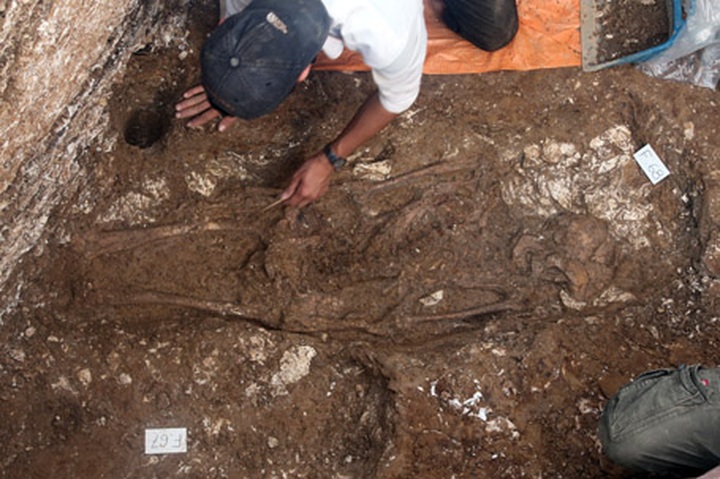 5,000-year-old bones excavated in Ha Tinh - 6