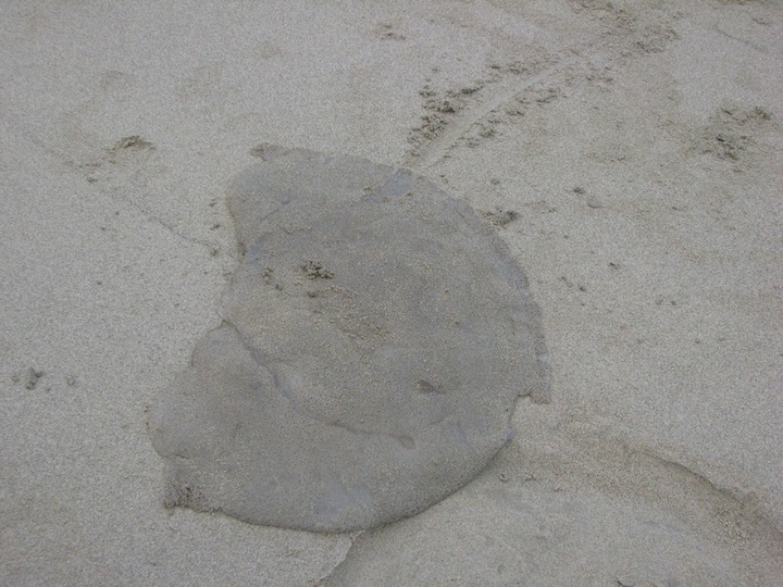 Jellyfish die-off hits Danang beaches - 3