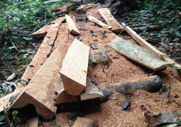 Illegal logging destroying Cuc Phuong National Park - 2