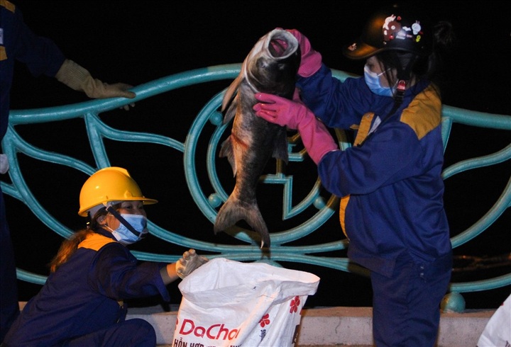 Fish die en mass in West Lake again - 3