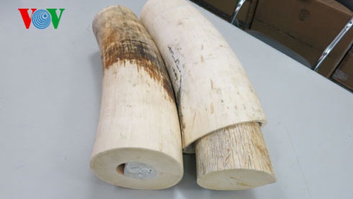 African ivory smugglers foiled in HMC City - 1