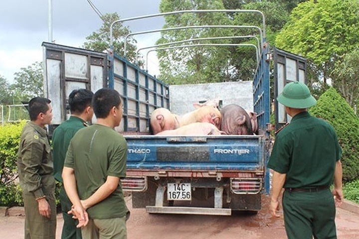 Chinese pig smuggling rampant at border areas - 1 Chinese pig smuggling rampant at border areas - 1