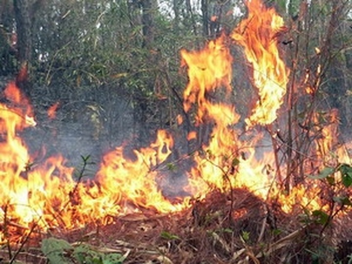 Central region intensifies forest fire precautions - 1