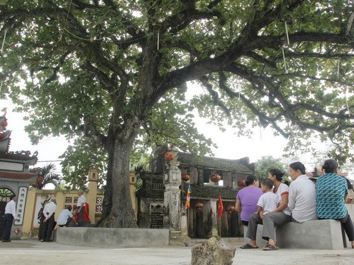 45 species recognised as heritage trees - 1