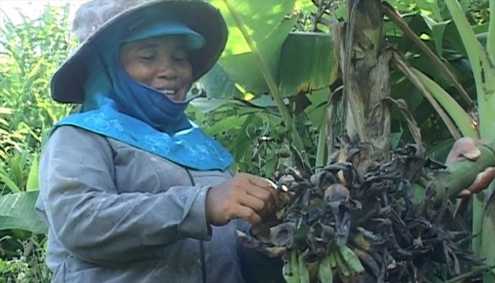 Banana crops in Quang Tri damaged by monkeys - 1