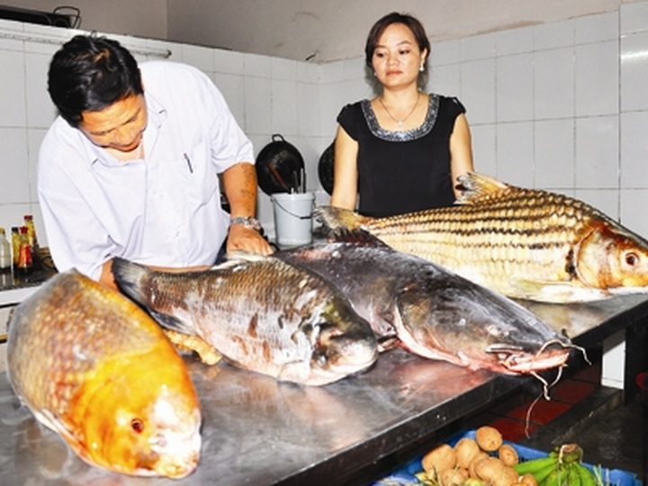 Rare fresh-water fish on brink of extinction - 1 Rare fresh-water fish on brink of extinction - 1