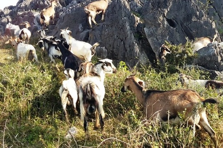 Goats for poor go to local cadre - 1