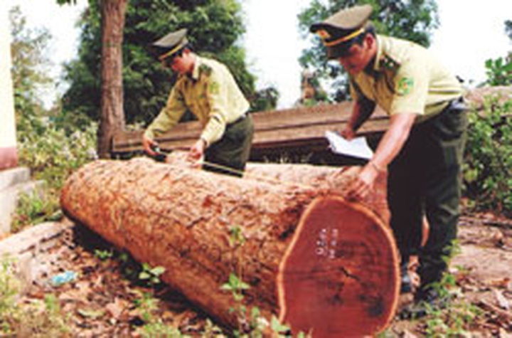 EU to help curb illegal logging - 1