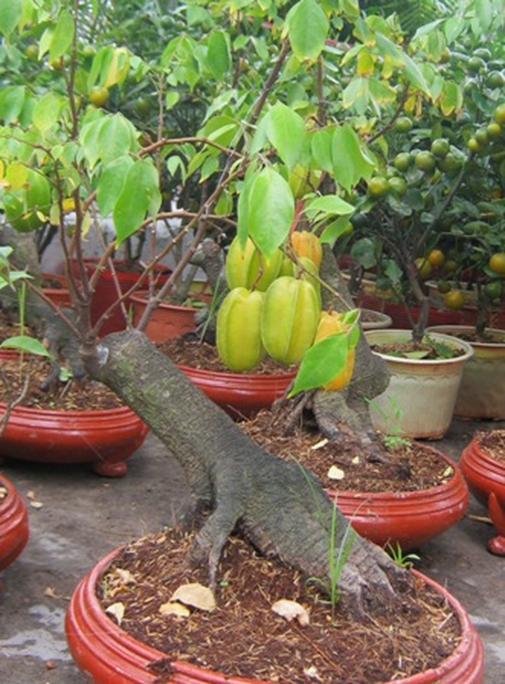 Fruit tree made into bonsai for Tet - 7