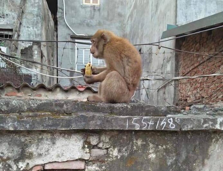 Stray monkey disturbs Hanoians - 1 Stray monkey disturbs Hanoians - 1