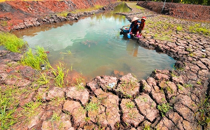 Mekong Delta farmers struggling with aftermath of drought, salinity - 1 Mekong Delta farmers struggling with aftermath of drought, salinity - 1
