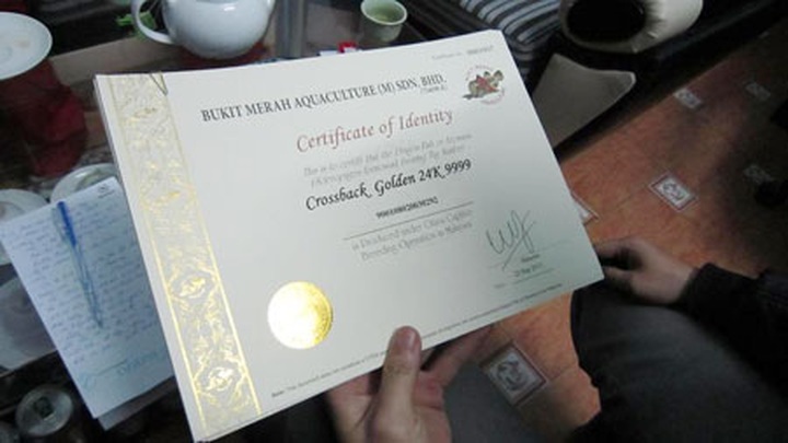 Luxury fish grow as status symbol in Hanoi - 2 Luxury fish grow as status symbol in Hanoi - 2