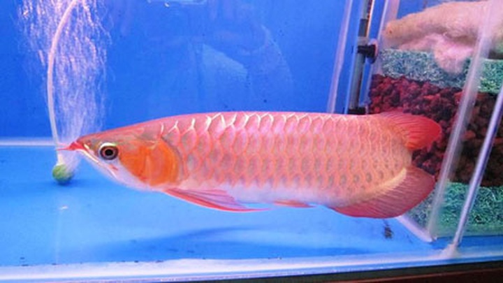 Luxury fish grow as status symbol in Hanoi - 1 Luxury fish grow as status symbol in Hanoi - 1