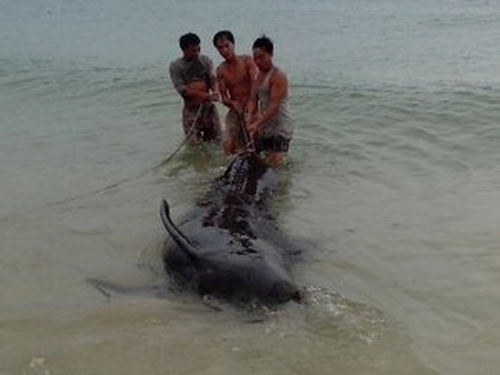 One-tonne whale rescued in Quang Binh - 1