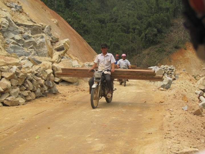 Illicit logging plagues Nghe An - 6