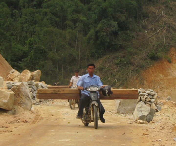 Illicit logging plagues Nghe An - 5