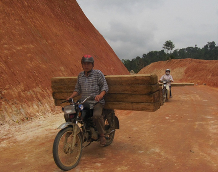 Illicit logging plagues Nghe An - 11