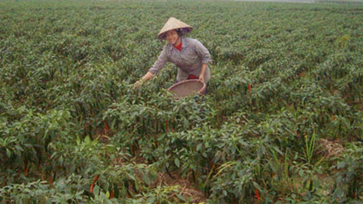 Emerging export market for banana and chili leaves - 1