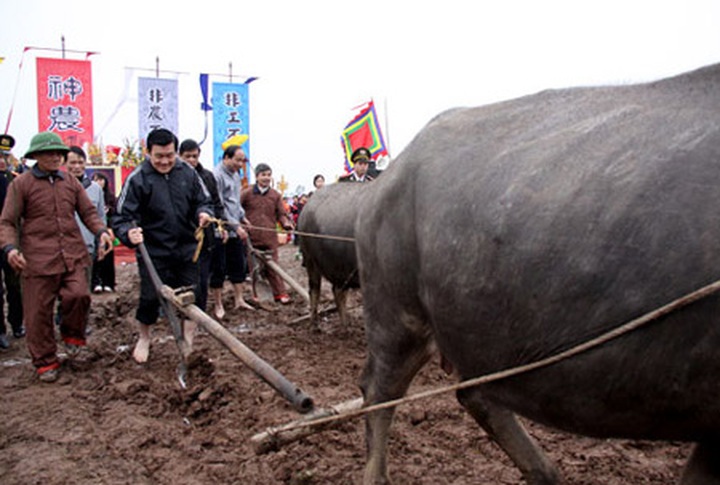 President joins ploughing festival in Ha Nam - 1 President joins ploughing festival in Ha Nam - 1