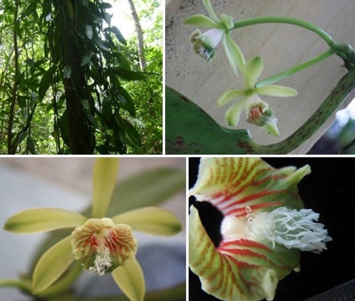 New flora species discovered in Khanh Hoa natural reserve - 1 New flora species discovered in Khanh Hoa natural reserve - 1