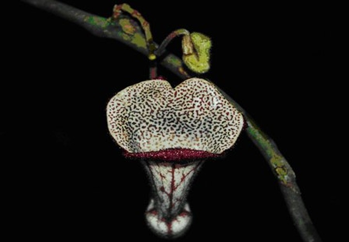 New plant species found in Thanh Hoa - 1