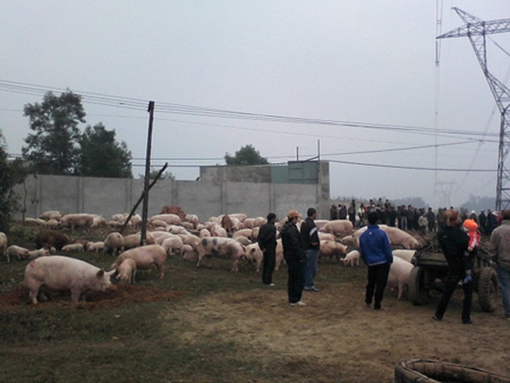Locals attack pig farm to protest against pollution - 5