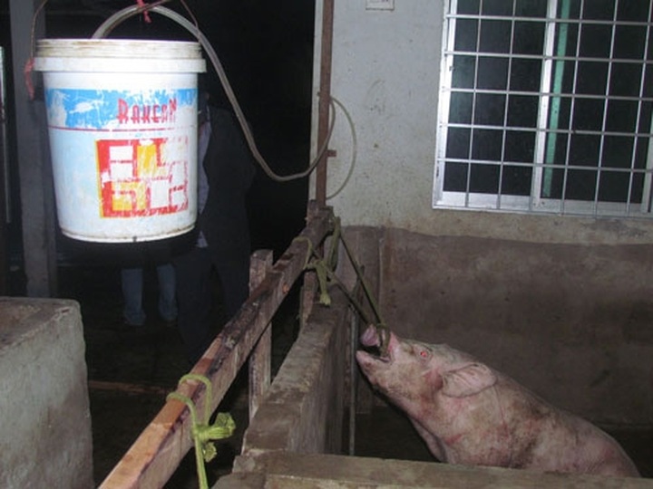 Traders sabotage food to earn profits - 4 Traders sabotage food to earn profits - 4