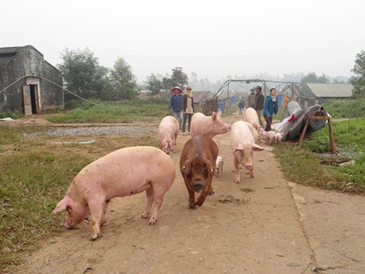 Locals attack pig farm to protest against pollution - 4