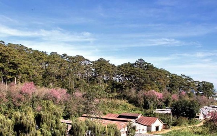 Cherry blossoms cover streets of Dalat - 2