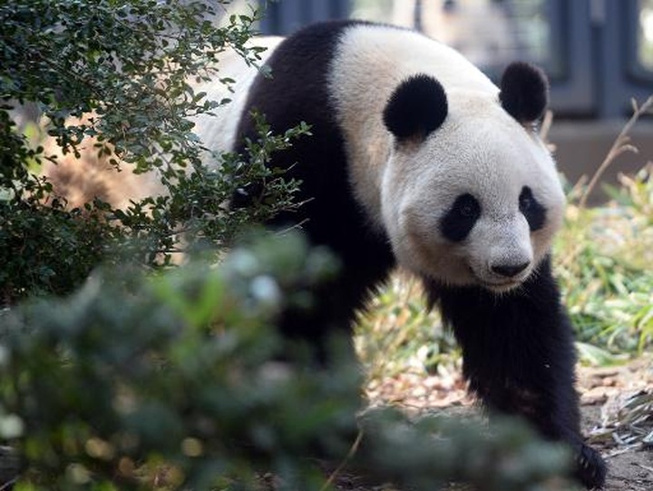 Japan zoo gives pandas privacy as mating season starts - 1