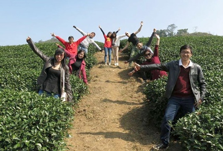 Blumea blooms, tea gardens lure backpackers to Moc Chau - 1 Blumea blooms, tea gardens lure backpackers to Moc Chau - 1