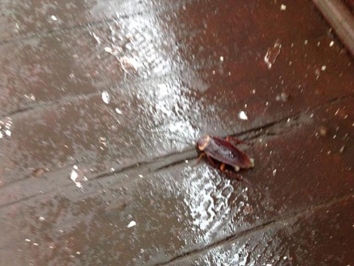 Haiphong cruise requested to compensate foreigners for bad services - 3 Haiphong cruise requested to compensate foreigners for bad services - 3