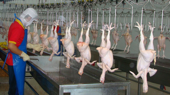 European meat to conquer domestic market - 1