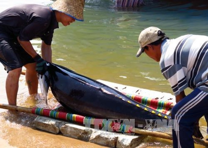 Fishermen learn to protect dolphins - 1 Fishermen learn to protect dolphins - 1