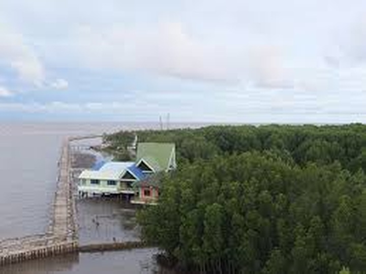 Sharp decline in mangrove forests in Vietnam - 1