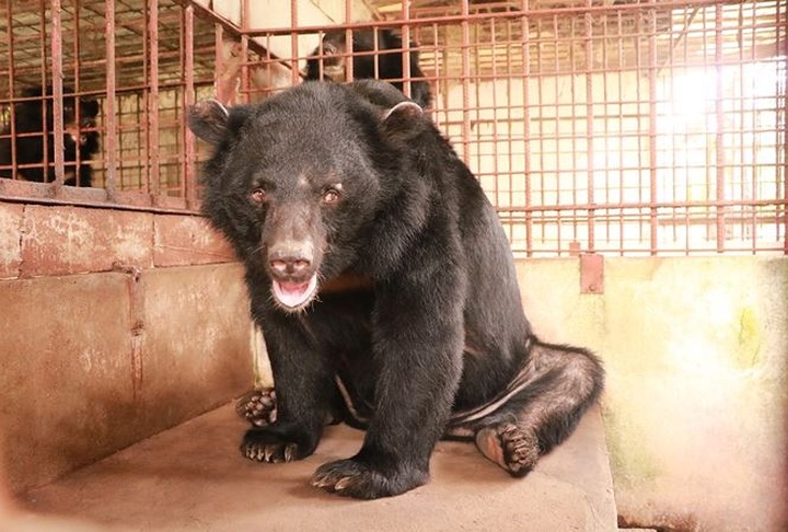 Owner donates five black bears to rescue centre - 1