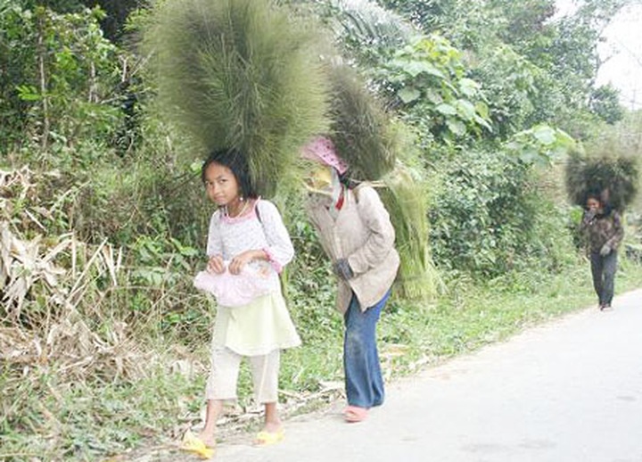 Tiger grass helps improve Co Tu ethnic people’s lives - 1