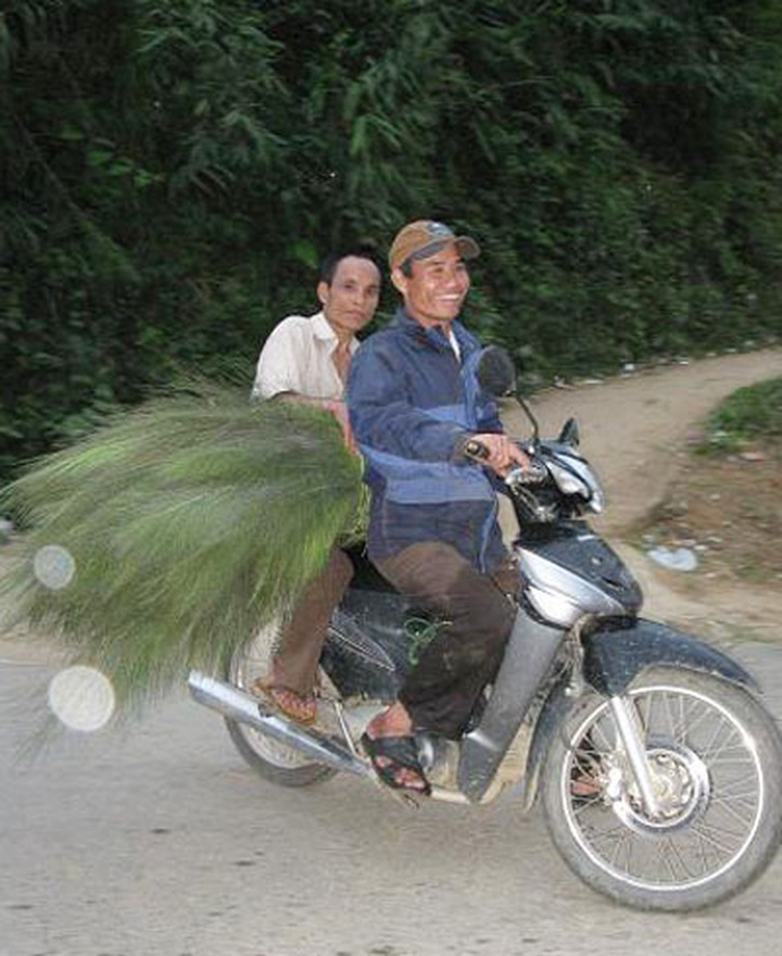 Tiger grass helps improve Co Tu ethnic people’s lives - 2