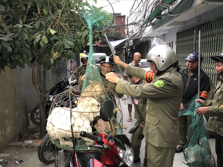 Hanoi considers geo-positioning chip use for dogs - 1 Hanoi considers geo-positioning chip use for dogs - 1