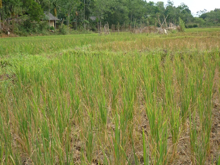 Record high temperatures in Vietnam - 4