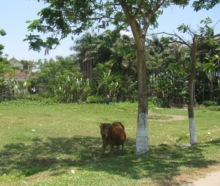 Record high temperatures in Vietnam - 6