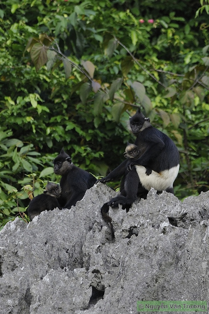 World’s second largest Delacour’s langur population found - 1 World’s second largest Delacour’s langur population found - 1