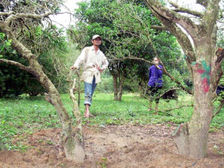 Perennial trees in Binh Dinh Province chopped for sale in China - 1 Perennial trees in Binh Dinh Province chopped for sale in China - 1