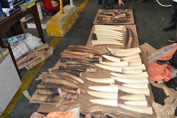 77 smuggled elephant tusks seized - 1