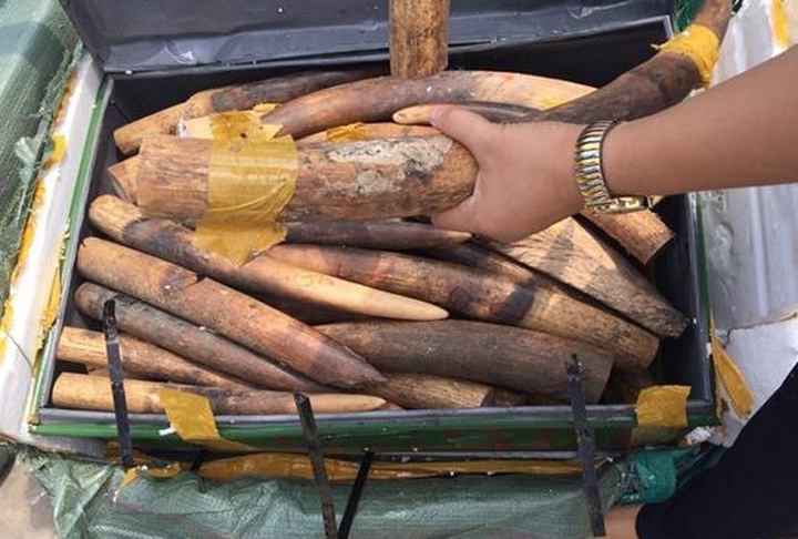 Customs officers detained for stealing ivory - 1