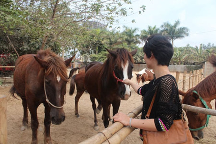 Man builds large horse farm in Hanoi - 3