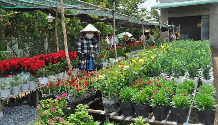 Sa Dec flower village busy preparing for Tet - 7
