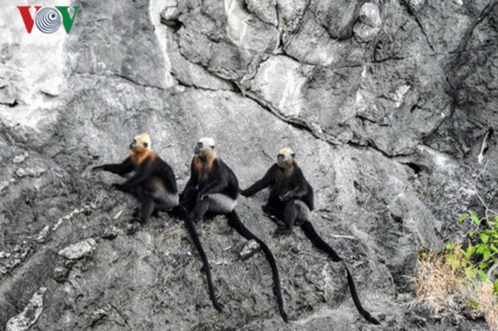 Langur safe-guarders on Cat Ba Island - 1