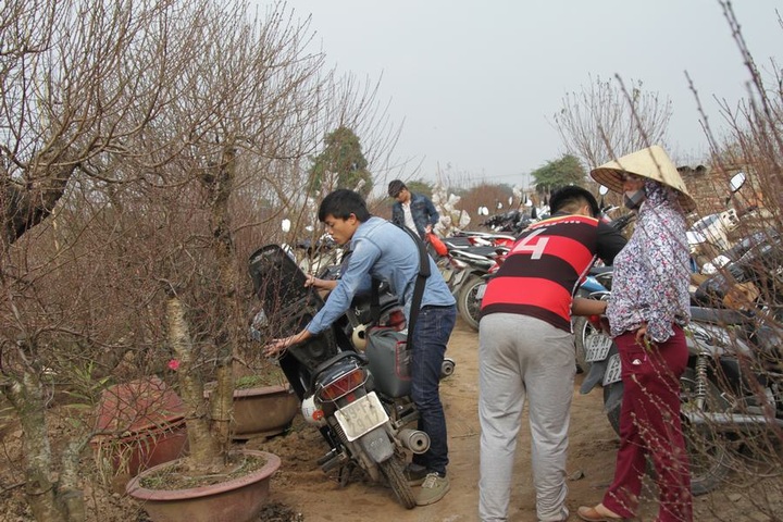 Young flock to see Nhat Tan peach blossoms - 6 Young flock to see Nhat Tan peach blossoms - 6