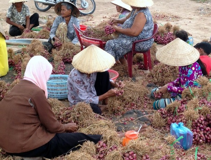 Onion farmers suffer eyes problems caused by poor hygiene - 1